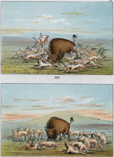 White wolves attacking buffalo