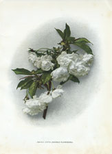 Prunus Avium (Double Flowering)