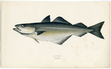 Coalfish