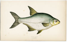 White Bream