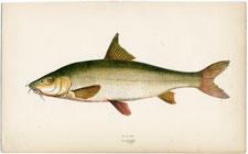 Barbel