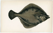 Flounder