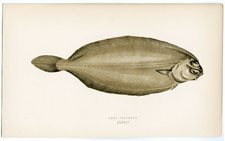Long Flounder