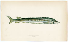 Common Sturgeon