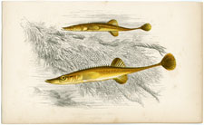 Fifteen-spined Sticklefish