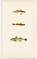 Broad-finned Goby, etc.