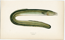 Dublin Eel