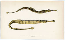 Greater Pipefish, Broad-nosed Pipefish