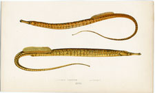 Ocean Pipefish and Variety
