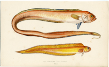 Red Bandfish and Variety