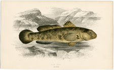 Rock Goby