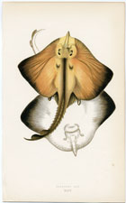 Bordered Ray