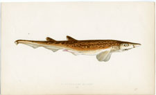 Black-mouthed Dogfish