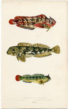 Blennoid Fish, Shanny, Montagu's Blenny