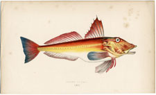 Bloch's Gurnard