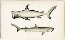 Rashleigh Shark, Broad-headed Gazer