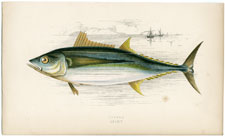 Germon [albacore tuna]