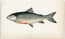 Alpine Char