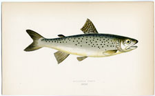 Lochleven Trout