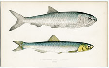 Scale-finned Shad, Anchovy