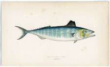 Short-finned Tunny