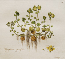 COMMON GOLDEN SAXIFRAGE