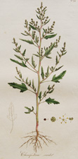 (Purple-jointed Goosefoot)