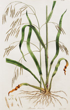 (Hairy-stalked Brome-Grass)