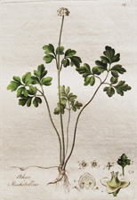 Adoxa Moschatellina (Tuberous Moschatel)