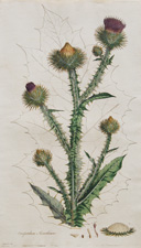 COTTON THISTLE