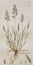 HARD MEADOWGRASS