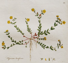 (Trailing St. John's Wort)