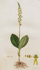 TWAYBLADE