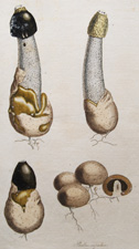 Phallus impudicus (Stinking Morell)