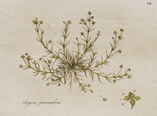 (Procumbent Pearlwort)