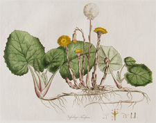 (Coltsfoot)