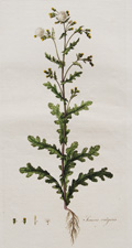 groundsel