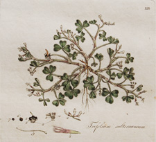 (Subterraneous Trefoil)