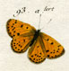 Butterflies and Moths of Europe from 1779
