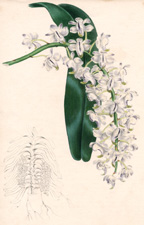 Aerides Odoratum