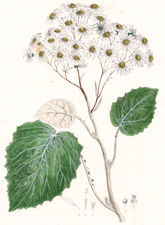 Cineraria Lactea