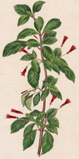 Fuchsia Cylindracea