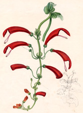 Gesneria Reflexa