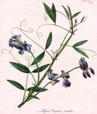 Lathyrus Purpureo-Caeruleus