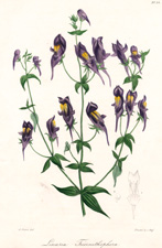 Linaria Triornithophora