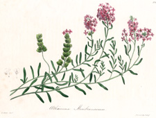 Oethionema Membranaceum