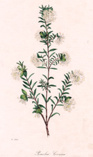 Pimelea Cernua