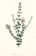 Pimelea Nivea