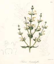 Salvia Ceratophylla