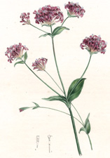 Silene Purpurea